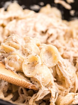close up of boursin cheese chicken pasta made with orecchiette pasta.