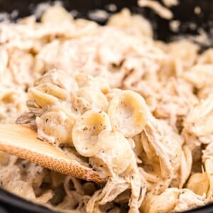 close up of boursin cheese chicken pasta made with orecchiette pasta.