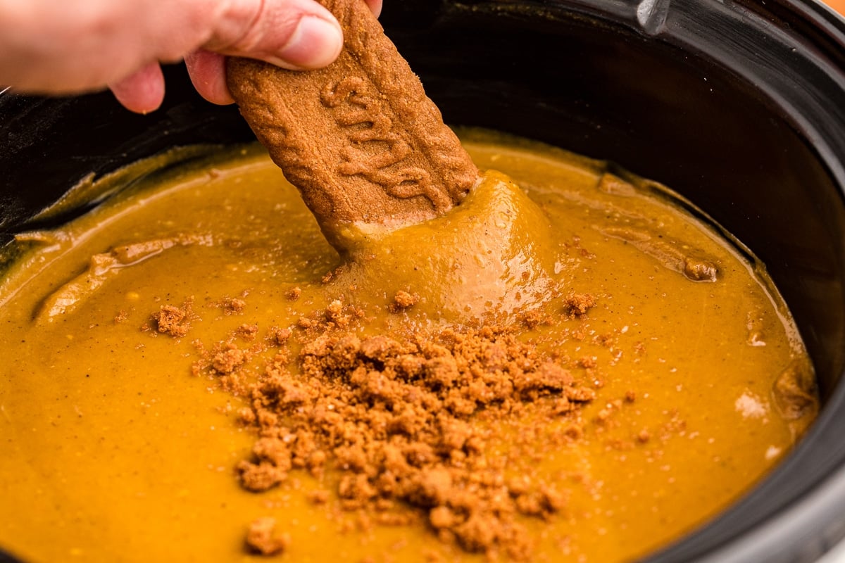 Biscoff cookie being dipped into crockpot pumpkin dip.